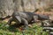 Grey varan lizard hunting in the zoo