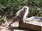 Grey Vervet Monkey at Monkeyland on Garden Route, South Africa