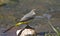 Grey Wagtail