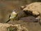 Grey Wagtail