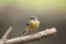 Grey wagtail.