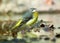 Grey wagtail bird , Motacilla cinerea