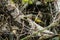 Grey wagtail  in a closeup to meet chick, Sweden