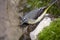 Grey Wagtail (Motacilla cinerea)