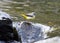 Grey Wagtail (Motacilla cinerea)