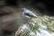 Grey wagtail, Motacilla cinerea