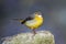 Grey Wagtail - Motacilla cinerea perched on a stone..