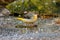 Grey Wagtail - Motacilla cinerea walking on ice.