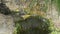 Grey wagtail Motacilla cinerea in water feature