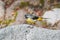 Grey wagtail on a rock singing