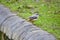 A grey wagtail sitting by a river