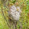 Grey wasps nest in willow bush