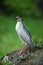 Grey water bird night heron sitting on the branch