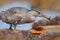 Grey water bird night heron sitting on the stone, in the water, fish in the bill