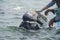 Grey whale approaching a boat