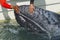 Grey whale approaching a boat