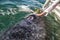 Grey whale approaching a boat