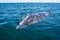 Grey whale blow hole fountain head peeking out of the blue water