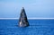 Grey Whale or Gray Whale, eschrichtius robustus, Adult spyhopping, Head looking out from Water, Baja California, Mexico