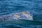 Grey whale while hopping spying outside the sea