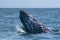 Grey whale while hopping spying outside the sea