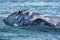 Grey whale while hopping spying outside the sea