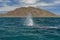 Grey whale in magdalena bay baja california