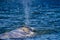 Grey whale in magdalena bay baja california