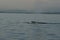 Grey Whale off Vancouver British Columbia