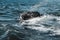 Grey whale surfaces in Baja California on Mexico`s Pacific coast