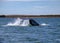 Grey Whales Eschrichtius robustus in their winter birthing lagoon at Adolfo Lopez Mateos in Baja California