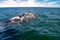 Grey Whales Eschrichtius robustus in their winter birthing lagoon at Adolfo Lopez Mateos in Baja California