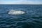 Grey Whales Eschrichtius robustus in their winter birthing lagoon at Adolfo Lopez Mateos in Baja California