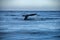 Grey Whales Eschrichtius robustus in their winter birthing lagoon at Adolfo Lopez Mateos in Baja California