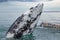 Grey whales surface in Baja California on Mexico`s Pacific coast