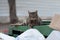 Grey and white adult, striped, feral cat sitting on a green garbage dumpster