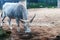 Grey and white bull sniffing