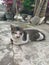 grey and white cat with fierce expression