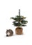 Grey and white cat sitting next to the christmas tree on white background. Feline celebrating xmas