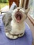 Grey and white cat yawns widely showing its tongue and sharp teeth.