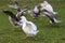 Grey and white domestic gooses on the green grass