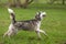 Grey-white husky runs in the Park