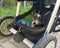 A grey and white mongrel dog in a pushchair. Dog is sitting in the basket under the buggy. Travel and living with animal concept