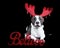 A grey and white pitbull dog wearing red holiday Christmas antlers isolated on black