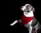 Grey and white pitbull dog wearing red holiday Christmas scarf sits on black backdrop with paw raised