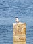 Grey and White Plumage on a Fosters Tern Perched on a Wooden Piling