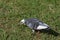 Grey white racing pigeon bird walking on green grass in Melbourne, Australia.