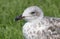 Grey and white seagull portrait against green grass background, looking left. Close up.