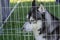 Grey and white of siberian husky male dog sitting sad in a cage