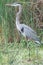 Grey and white stork along bank of river